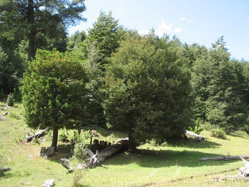 Saxegothaea conspicua的照片